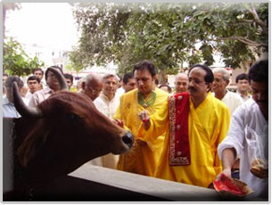 Gaushala at Kadi, Ahmedabad